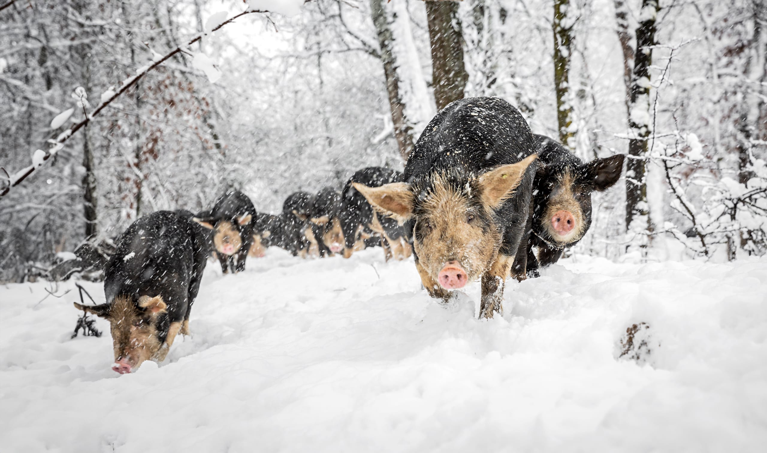 Fotografo Fossano - Davide Dutto Food Photographer